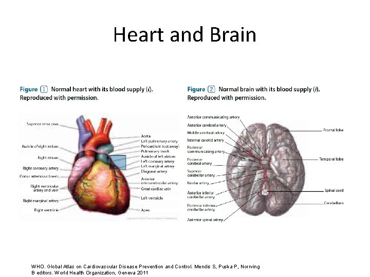 Heart and Brain WHO. Global Atlas on Cardiovascular Disease Prevention and Control. Mendis S,