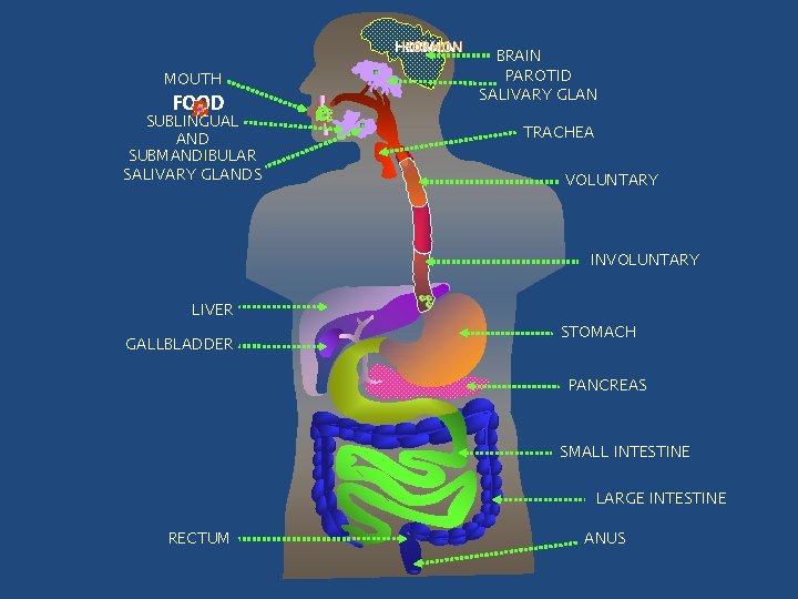 HORMON MOUTH FOOD SUBLINGUAL AND SUBMANDIBULAR SALIVARY GLANDS BRAIN PAROTID SALIVARY GLAN TRACHEA VOLUNTARY