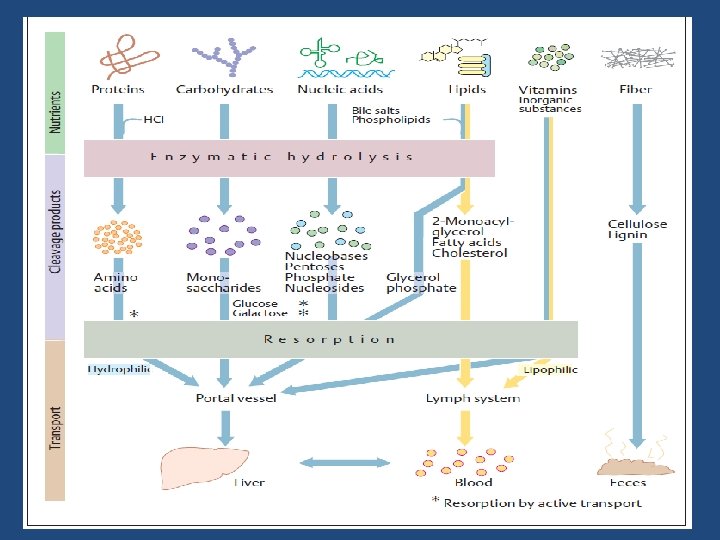 DIGESTION 3 