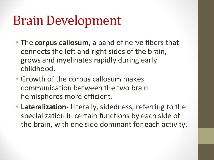 Brain Development • The corpus callosum, a band of nerve fibers that connects the