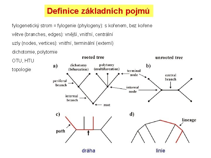 Definice základních pojmů fylogenetický strom = fylogenie (phylogeny): s kořenem, bez kořene větve (branches,
