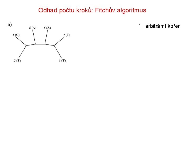 Odhad počtu kroků: Fitchův algoritmus 1. arbitrární kořen 