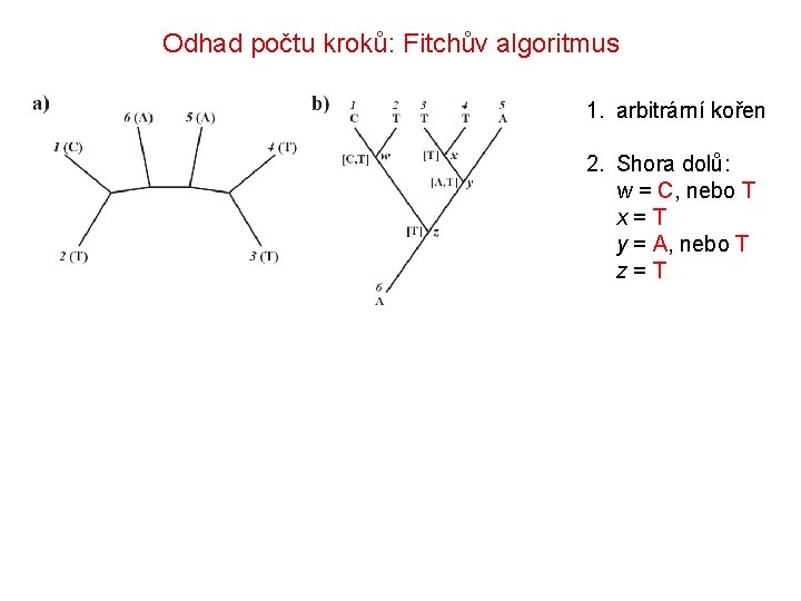 Odhad počtu kroků: Fitchův algoritmus 1. arbitrární kořen 2. Shora dolů: w = C,