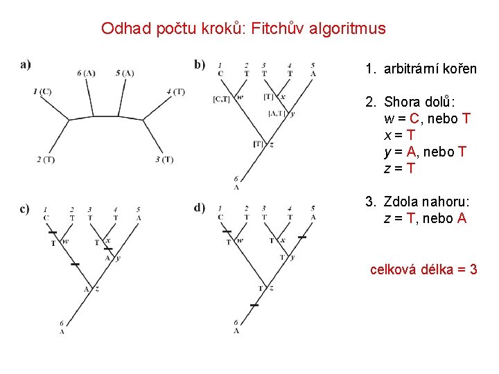 Odhad počtu kroků: Fitchův algoritmus 1. arbitrární kořen 2. Shora dolů: w = C,