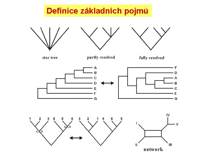 Definice základních pojmů linie 