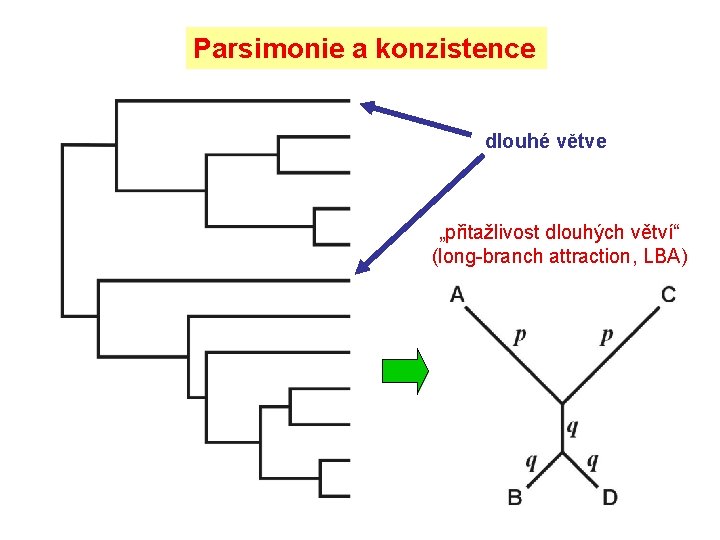 Parsimonie a konzistence dlouhé větve „přitažlivost dlouhých větví“ (long-branch attraction, LBA) 