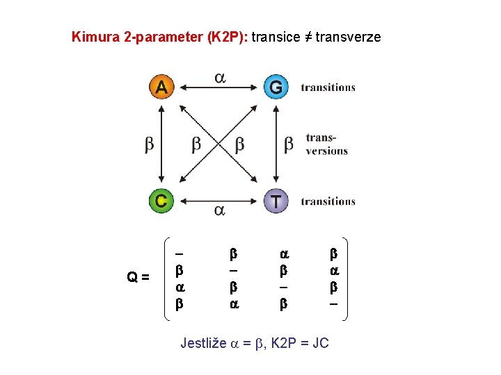 Kimura 2 -parameter (K 2 P): transice ≠ transverze Q = Jestliže = ,