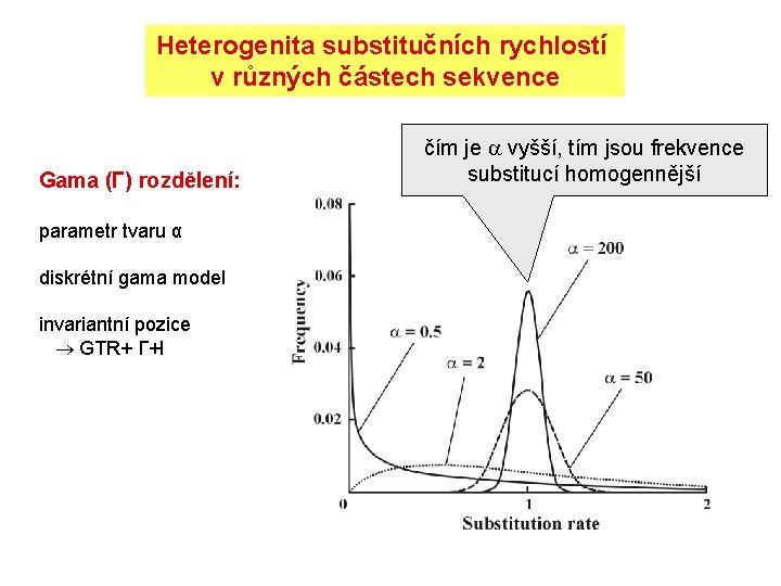 Heterogenita substitučních rychlostí v různých částech sekvence Gama (Γ) rozdělení: parametr tvaru α diskrétní