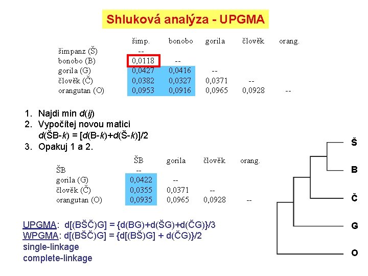 Shluková analýza - UPGMA šimpanz (Š) bonobo (B) gorila (G) člověk (Č) orangutan (O)