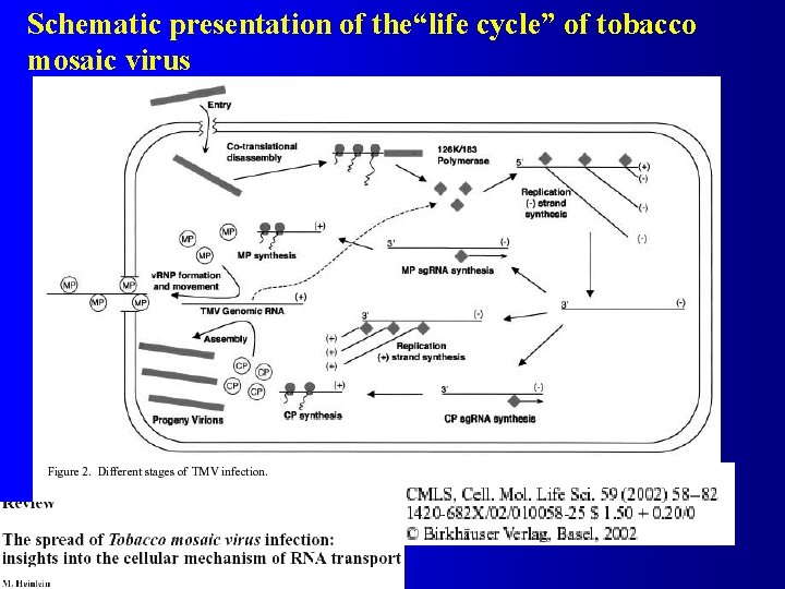 Schematic presentation of the“life cycle” of tobacco mosaic virus 