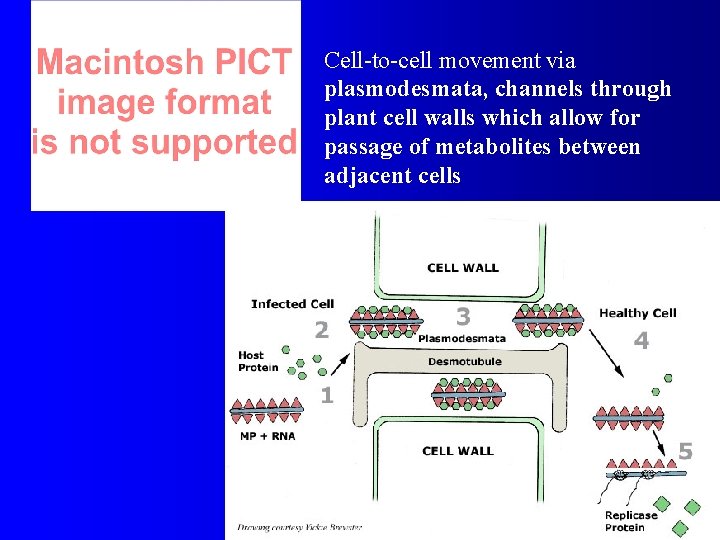 Cell-to-cell movement via plasmodesmata, channels through plant cell walls which allow for passage of