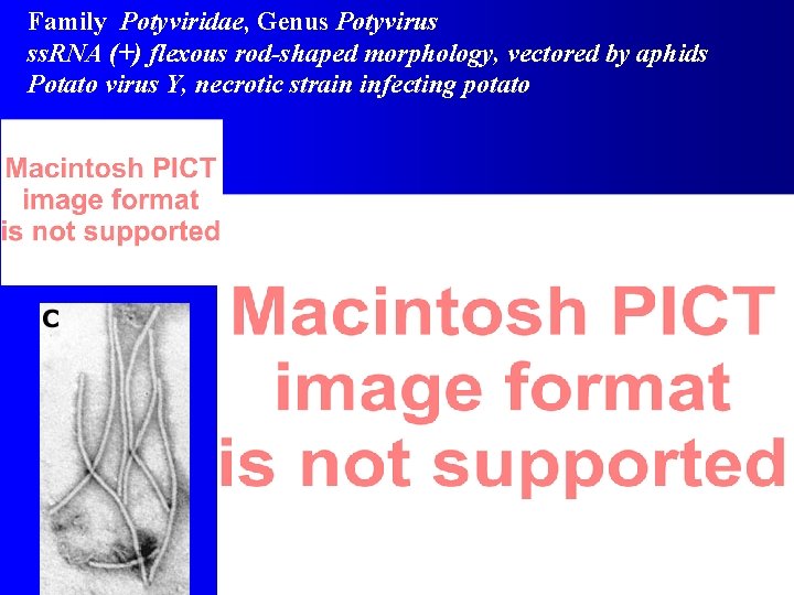 Family Potyviridae, Genus Potyvirus ss. RNA (+) flexous rod-shaped morphology, vectored by aphids Potato