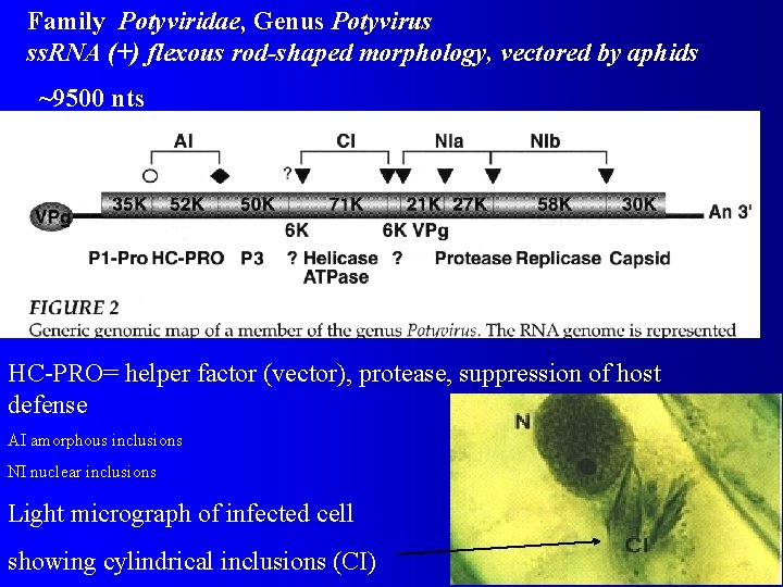 Family Potyviridae, Genus Potyvirus ss. RNA (+) flexous rod-shaped morphology, vectored by aphids ~9500