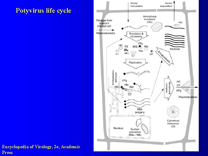 Potyvirus life cycle Encyclopedia of Virology, 2 e, Academic Press 