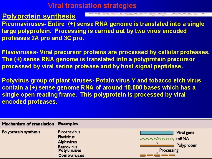 Viral translation strategies Polyprotein synthesis Picornaviruses- Entire (+) sense RNA genome is translated into