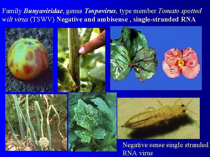 Family Bunyaviridae, genus Tospovirus, type member Tomato spotted wilt virus (TSWV) Negative and ambisense