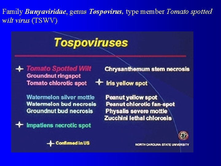 Family Bunyaviridae, genus Tospovirus, type member Tomato spotted wilt virus (TSWV) 