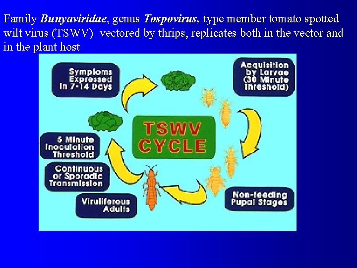 Family Bunyaviridae, genus Tospovirus, type member tomato spotted wilt virus (TSWV) vectored by thrips,