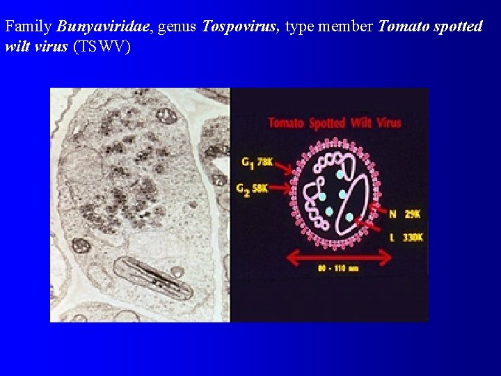 Family Bunyaviridae, genus Tospovirus, type member Tomato spotted wilt virus (TSWV) 