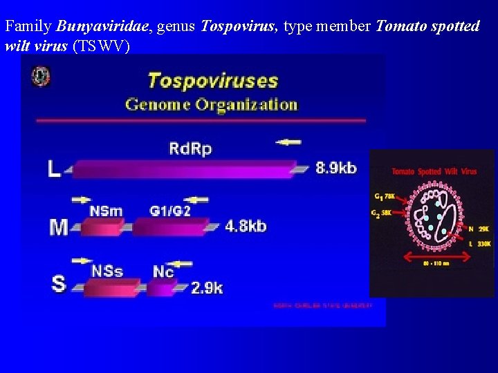 Family Bunyaviridae, genus Tospovirus, type member Tomato spotted wilt virus (TSWV) 