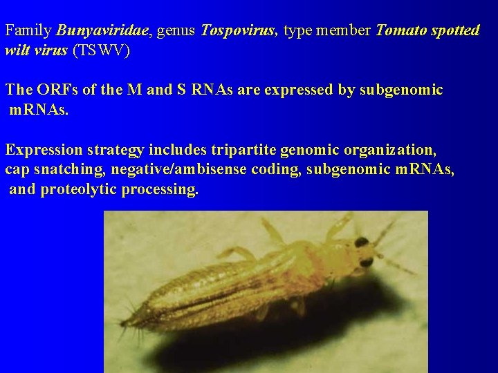 Family Bunyaviridae, genus Tospovirus, type member Tomato spotted wilt virus (TSWV) The ORFs of