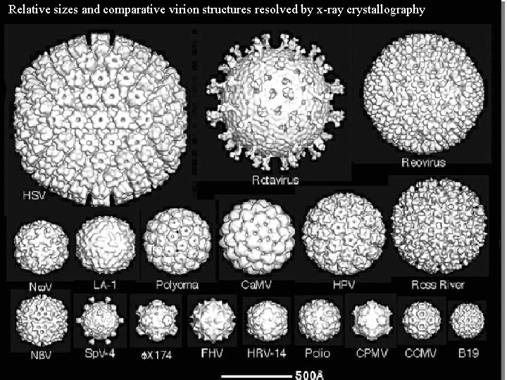 Relative sizes and comparative virion structures resolved by x-ray crystallography 