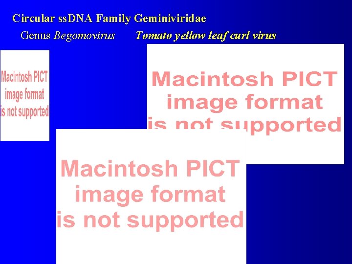 Circular ss. DNA Family Geminiviridae Genus Begomovirus Tomato yellow leaf curl virus 