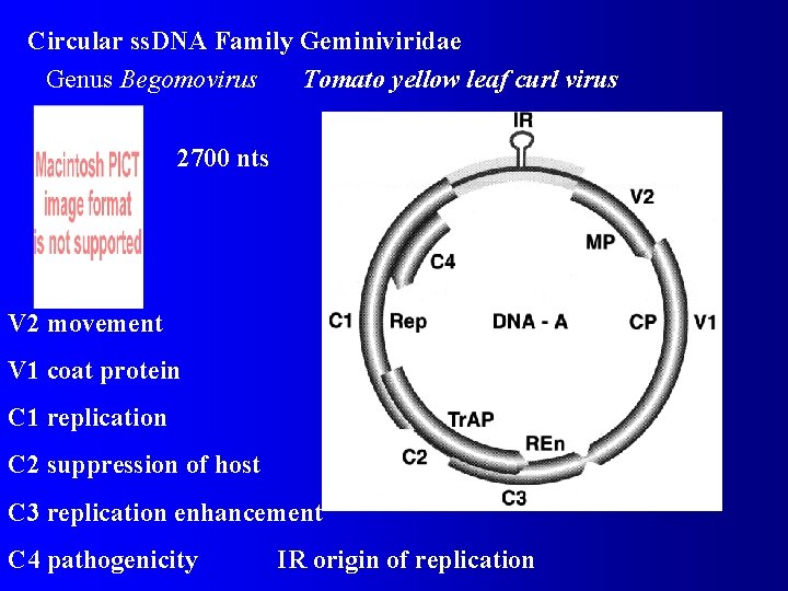 Circular ss. DNA Family Geminiviridae Genus Begomovirus Tomato yellow leaf curl virus 2700 nts