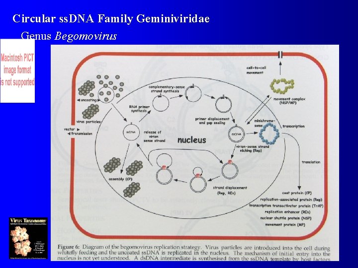 Circular ss. DNA Family Geminiviridae Genus Begomovirus 