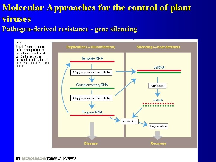 Molecular Approaches for the control of plant viruses Pathogen-derived resistance - gene silencing 