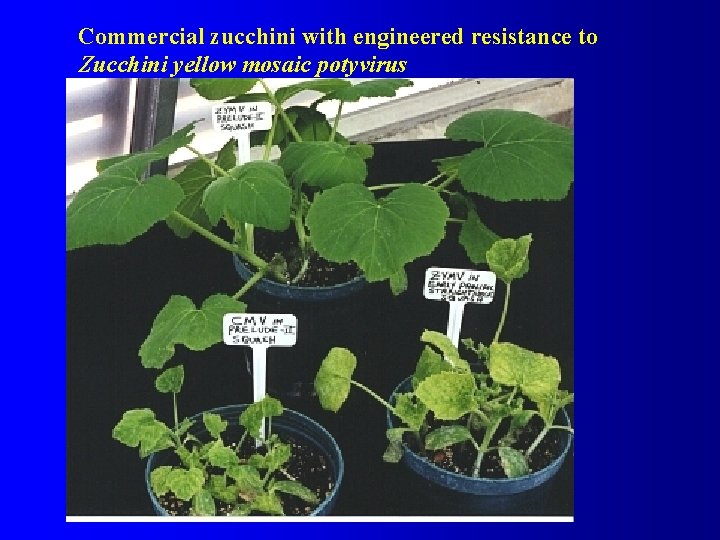 Commercial zucchini with engineered resistance to Zucchini yellow mosaic potyvirus 