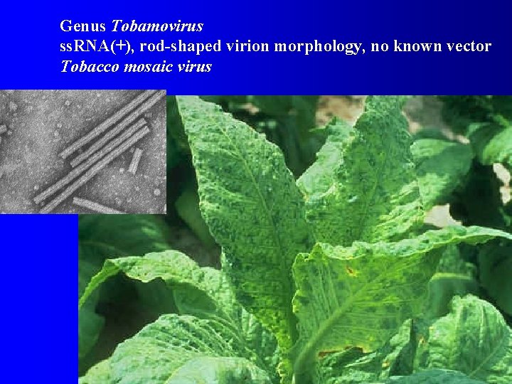 Genus Tobamovirus ss. RNA(+), rod-shaped virion morphology, no known vector Tobacco mosaic virus 