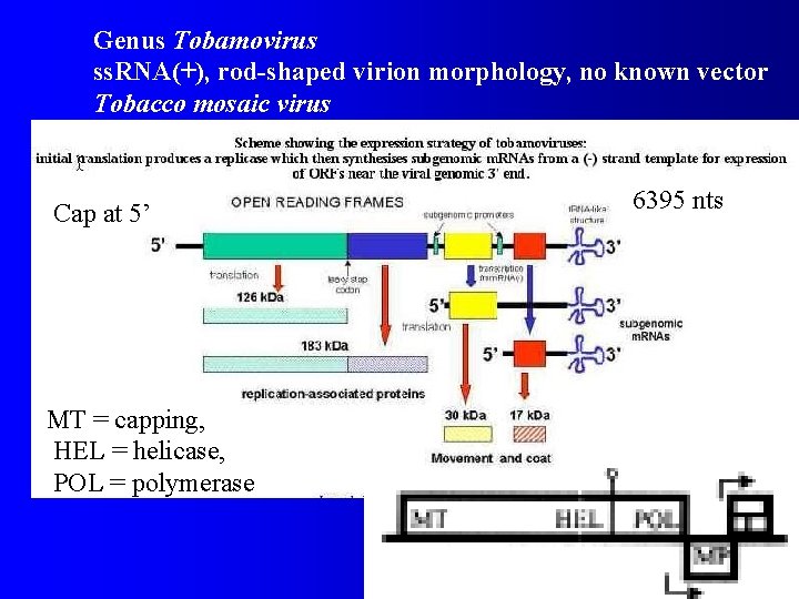 Genus Tobamovirus ss. RNA(+), rod-shaped virion morphology, no known vector Tobacco mosaic virus Cap