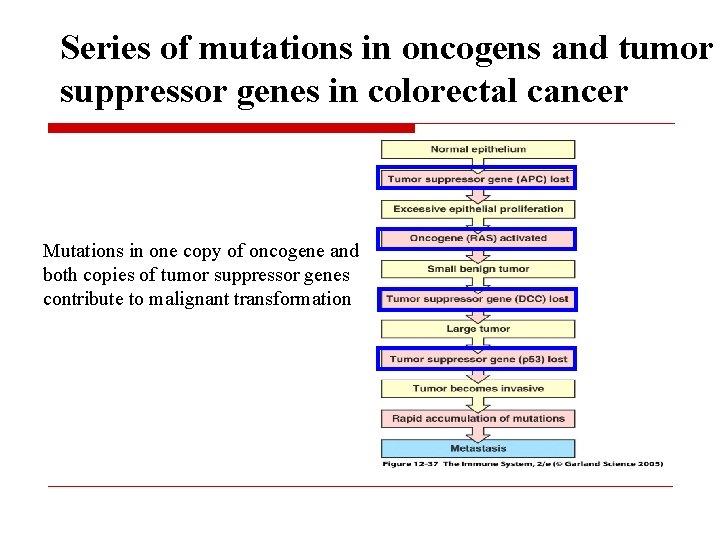 Series of mutations in oncogens and tumor suppressor genes in colorectal cancer Mutations in