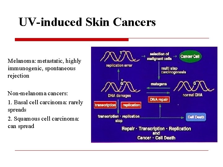 UV-induced Skin Cancers Melanoma: metastatic, highly immunogenic, spontaneous rejection Non-melanoma cancers: 1. Basal cell