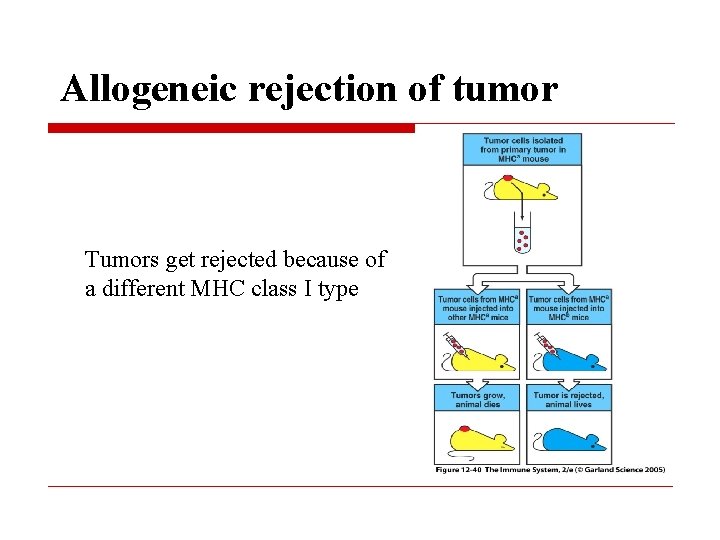Allogeneic rejection of tumor Tumors get rejected because of a different MHC class I
