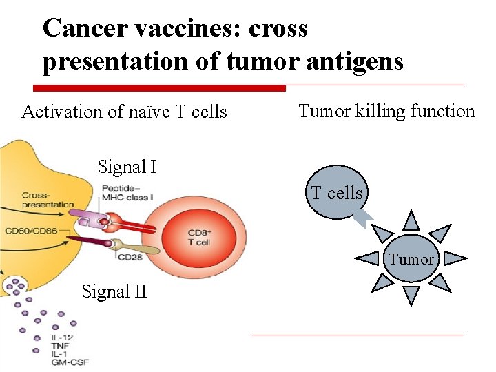 Cancer vaccines: cross presentation of tumor antigens Activation of naïve T cells Tumor killing