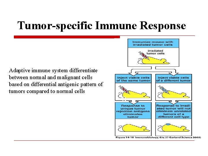 Tumor-specific Immune Response Adaptive immune system differentiate between normal and malignant cells based on