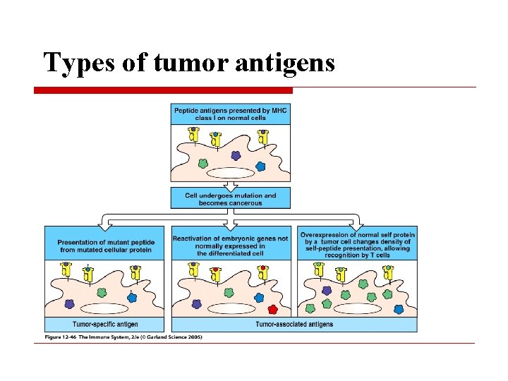 Types of tumor antigens 