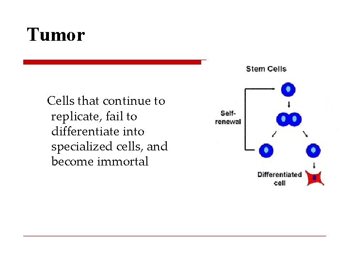 Tumor Cells that continue to replicate, fail to differentiate into specialized cells, and become