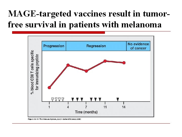 MAGE-targeted vaccines result in tumorfree survival in patients with melanoma 