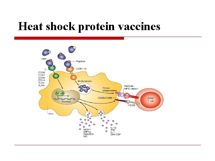 Heat shock protein vaccines 