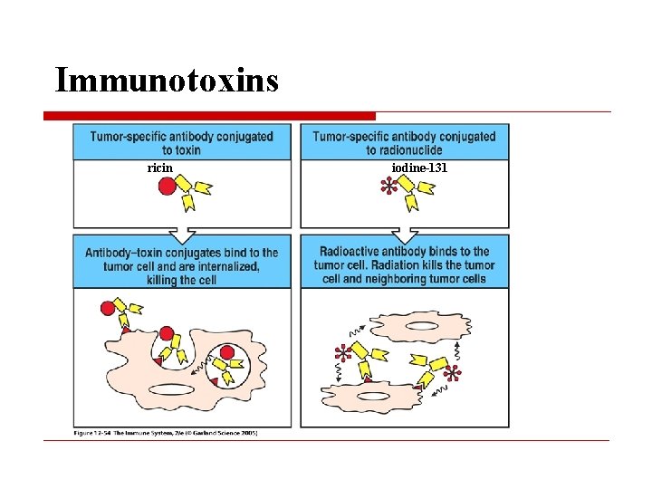 Immunotoxins ricin iodine-131 