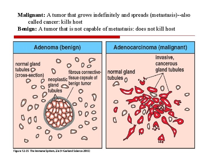 Malignant: A tumor that grows indefinitely and spreads (metastasis)--also called cancer: kills host Benign: