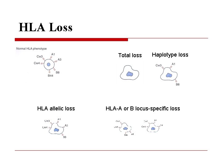 HLA Loss Total loss HLA allelic loss Haplotype loss HLA-A or B locus-specific loss