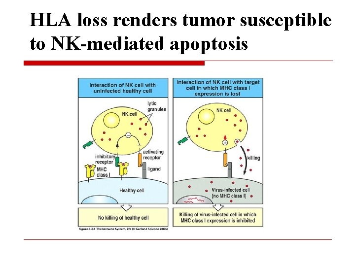 HLA loss renders tumor susceptible to NK-mediated apoptosis 