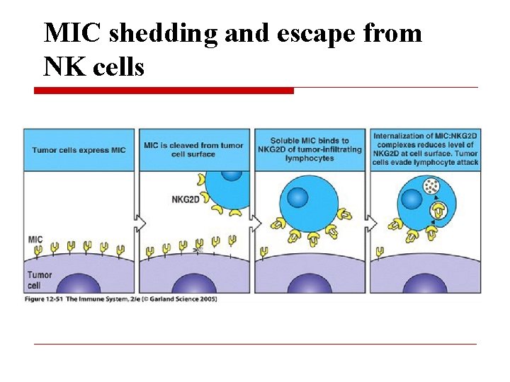 MIC shedding and escape from NK cells 