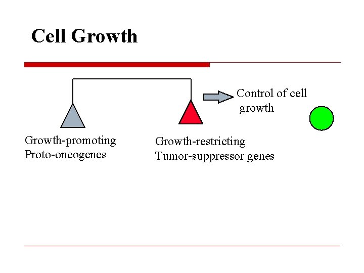 Cell Growth Control of cell growth Growth-promoting Proto-oncogenes Growth-restricting Tumor-suppressor genes 