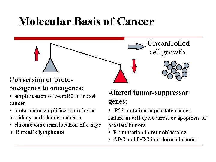 Molecular Basis of Cancer Uncontrolled cell growth Conversion of protooncogenes to oncogenes: • amplification
