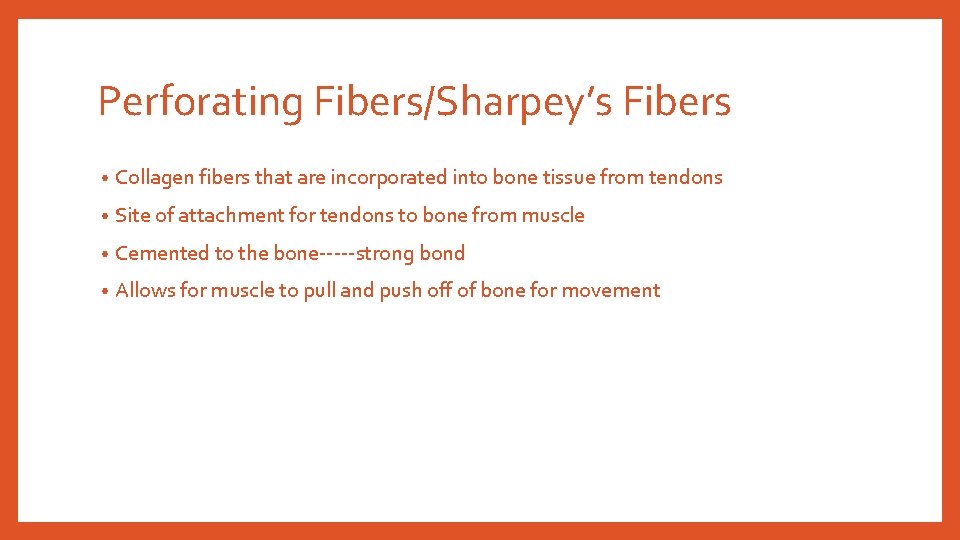 Perforating Fibers/Sharpey’s Fibers • Collagen fibers that are incorporated into bone tissue from tendons